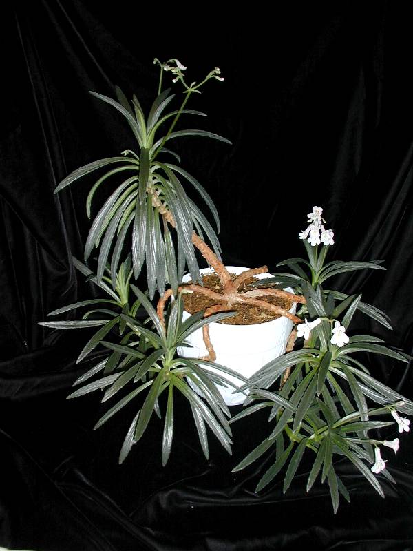Chirita linearifolia