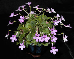 Sinningia 'Bright Eyes'
