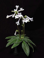 Streptocarpus 'Heartland's Baby Kisses'