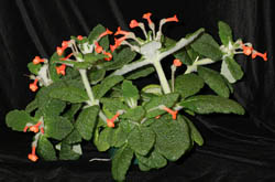 fuzzy green plant with red flowers