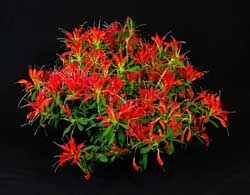 Aeschynanthus humilis