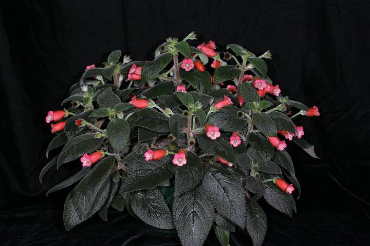 2006 Best in Show Bill Price - Chirita brassicoides 'Marble Leaf'