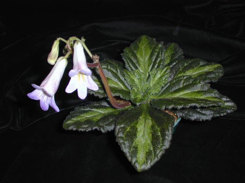 Chirita sclerophylla