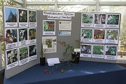 2-11-Special gesneriad exhibit on display in the conservatory