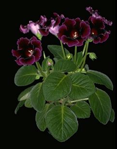 Sinningia speciosa hybrid (12691 bytes)