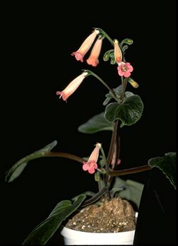 Sinningia hybrid (11604 bytes)