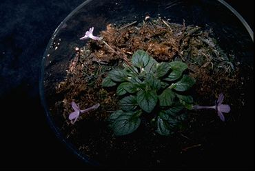 Sinningia pusilla (17966 bytes)