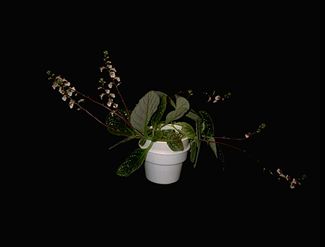 Koellikeria erinoides 'Red Satin' (6099 bytes)