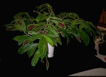 Dalbergaria sanguinea (14223 bytes)