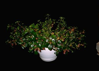 Nematanthus 'Tropicana' (13204 bytes)