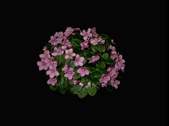 Saintpaulia 'Rob's Lilli Pilli' (9081 bytes)