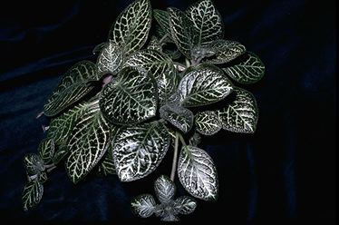 Episcia 'Longwood Gardens' (22947 bytes)