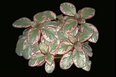 Episcia 'Cleopatra' (17912 bytes)