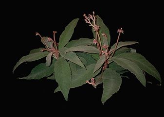Rhytidophyllum leucomallon (10247 bytes)