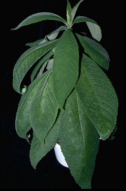 Rhytidophyllum villosulum (16788 bytes)