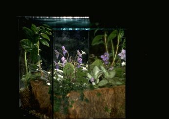 Terrarium (14002 bytes)