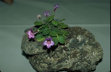 Sinningia 'Razzmatazz' (17091 bytes)