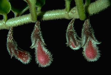 Nematanthus monanthus (color transparency) (17736 bytes)