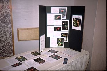 Columnea Project (19283 bytes)