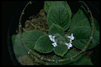 Sinningia hirsuta (14267 bytes)