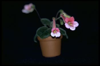 Sinningia 'Kaleidoscope' (6335 bytes)