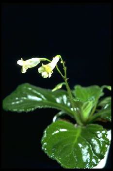 Chirita species 'New York' (11393 bytes)