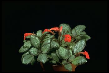 Episcia 'Silver Skies' (10855 bytes)