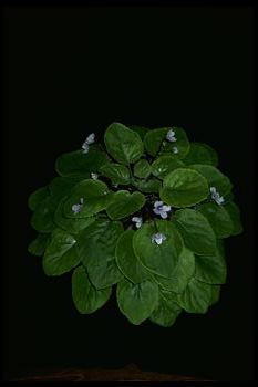 Saintpaulia orbicularis (8416 bytes)