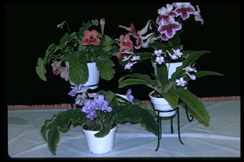 Streptocarpus Collection (16585 bytes)