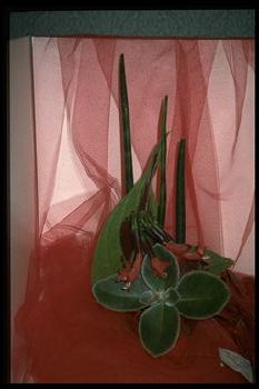 "The Lady in Red"(13678 bytes)