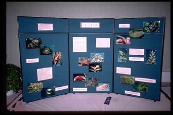 "Leaves" Exhibit (19077 bytes)