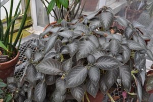 K 'Silver Feather'