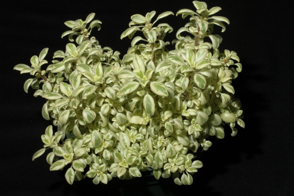 37A-Streptocarpus saxorum-JMH