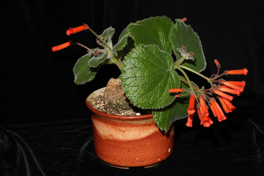 2014 Convention - Class 2 Other <i>Sinningia</i> species with rosette growth pattern Best in Section A (New World Tuberous Gesneriad in Flower)