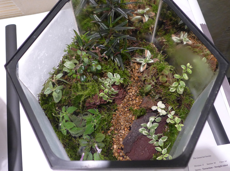 2014 Convention - Class 64 Terrarium – Straight-sided - Runner-Up to Best in Artistic