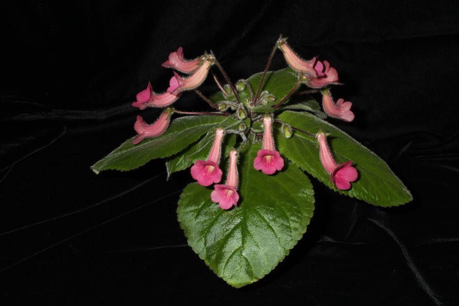 2014 Convention - Class 4 Other <i>Sinningia</i> hybrids with rosette growth pattern