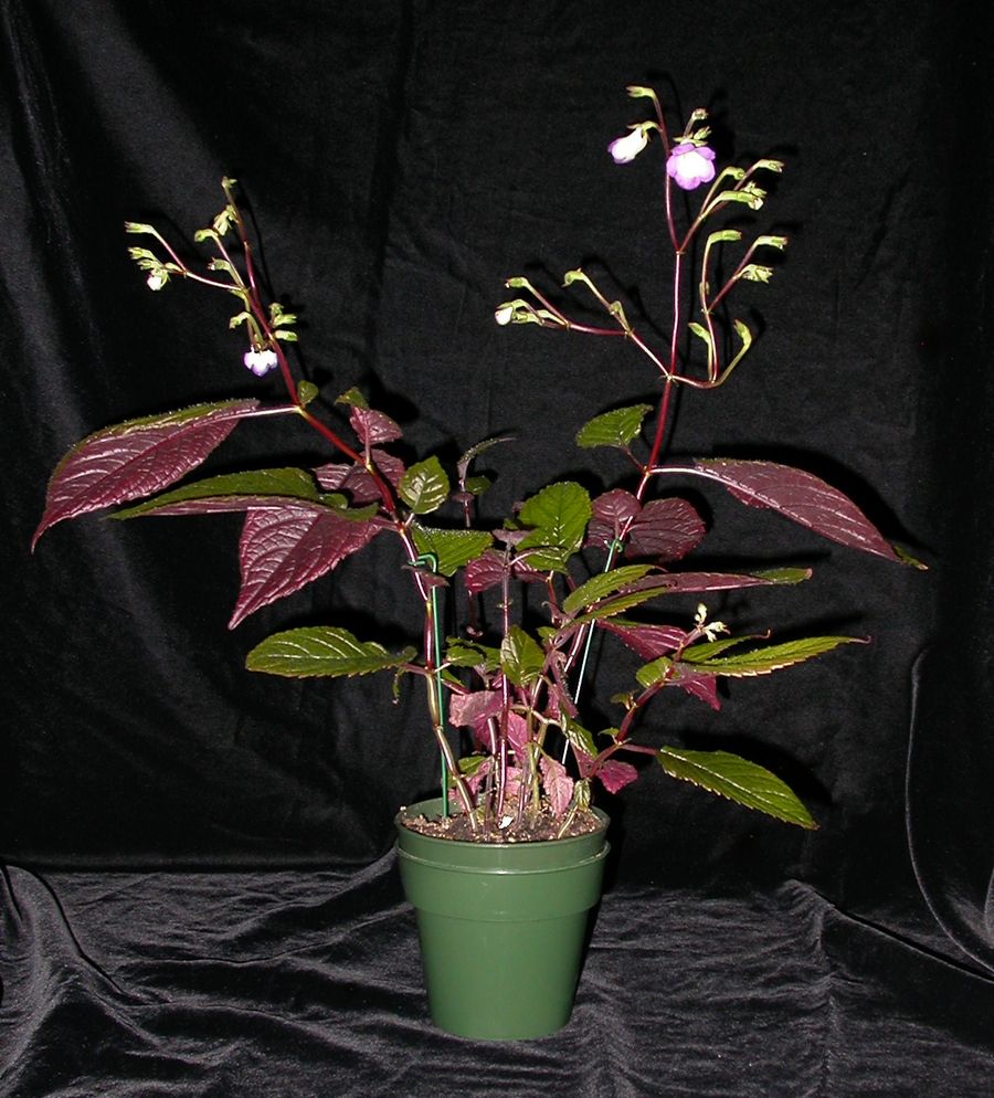 2014 Convention - Class 13 Other rhizomatous gesneriads - Best in Section B (New World Rhizomatous Gesneriad in Flower)