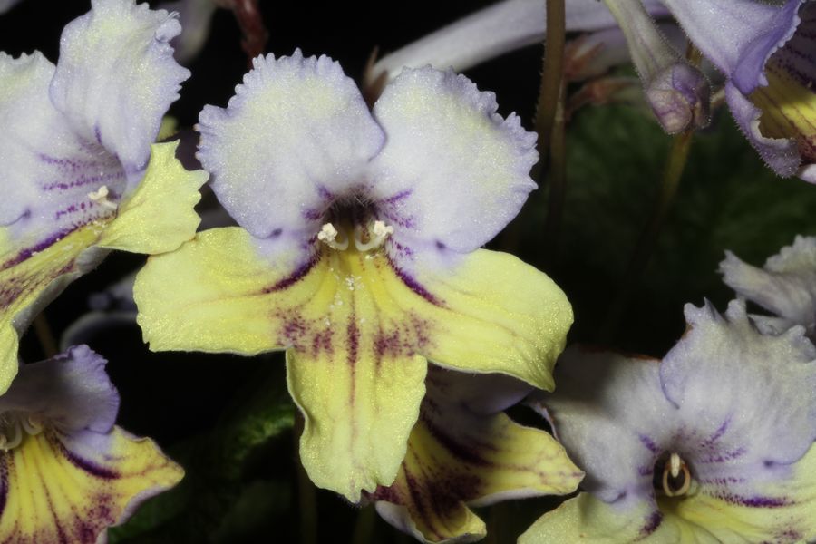 2014 Convention - Class 32 <i>Streptocarpus</i>, subgenus <i>Streptocarpus</i>, hybrids with variegated foliage - Awarded Best in Show, Special Award for Best Streptocarpus, and Best in Section D (Old World Gesneriad in Flower)