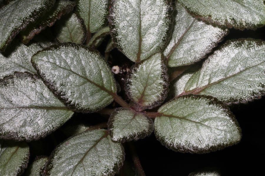 2014 Convention - Gesneriads grown for ornamental qualities other than flowers - Class 34 <i>Episcia</i>