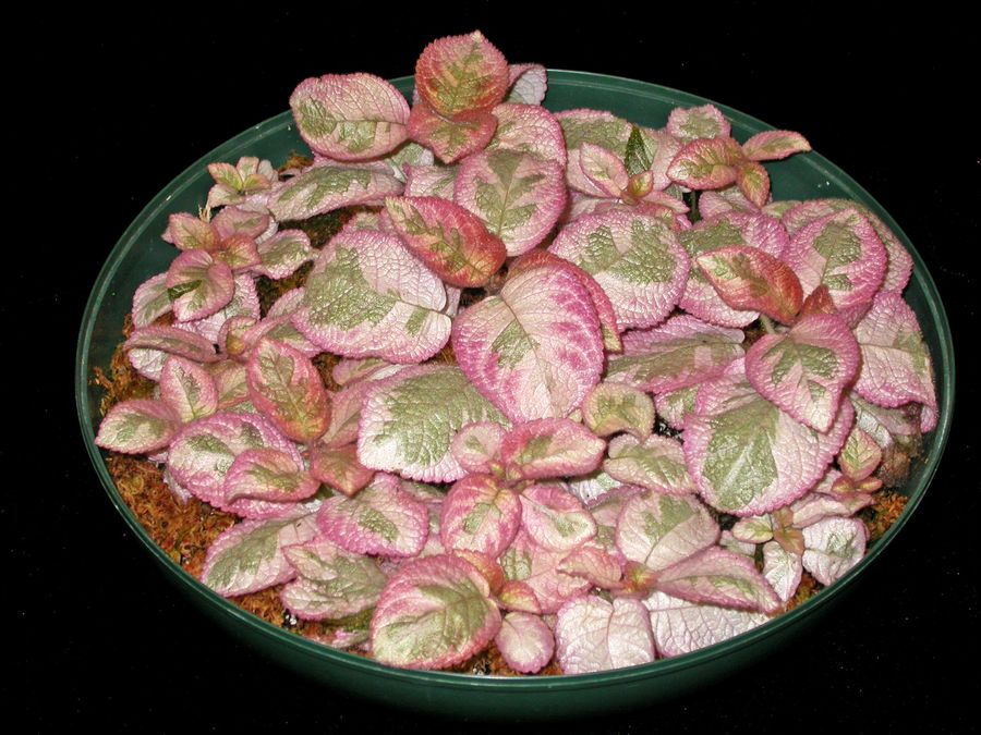 2014 Convention - Gesneriads grown for ornamental qualities other than flowers - Class 35 <i>Episcia</i> with pink and/or cream leaf variegation