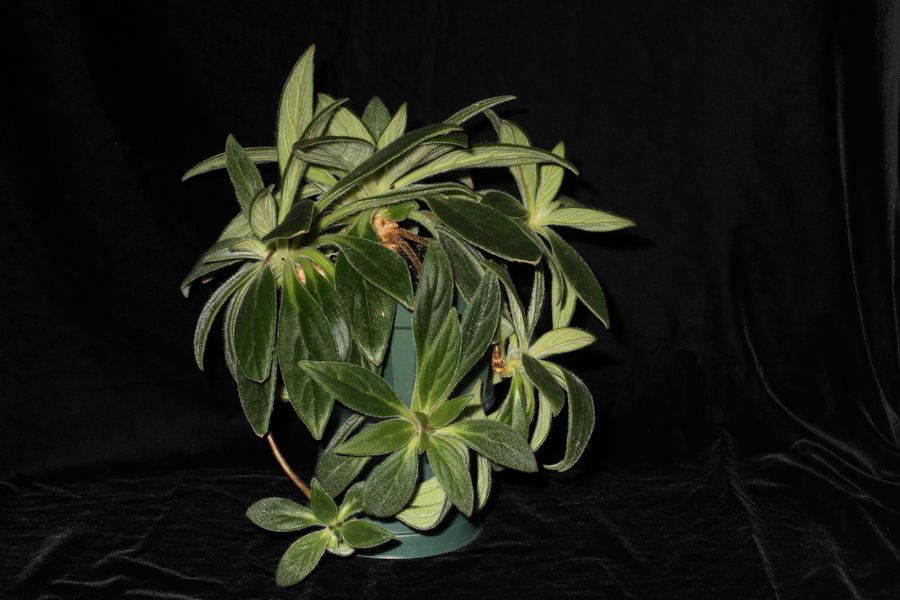 2014 Convention - Gesneriads grown for ornamental qualities other than flowers - Class 36D <i>Primulina</i>