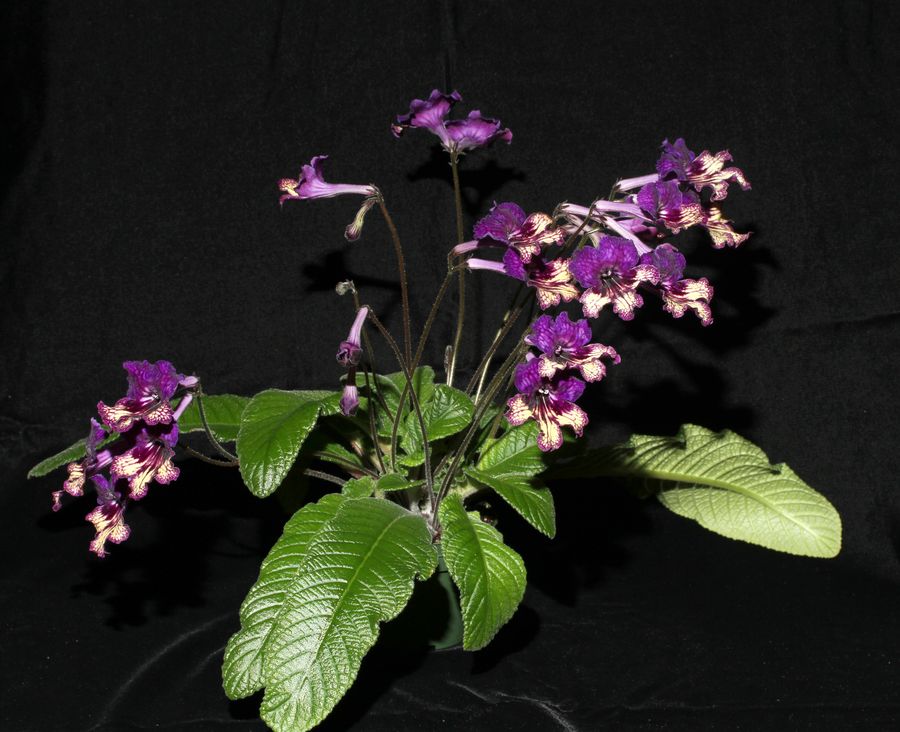 2014 Convention - New Gesneriads - Class 42 Hybrids or named cultivars in flower - Best in Section F (New Gesneriad)