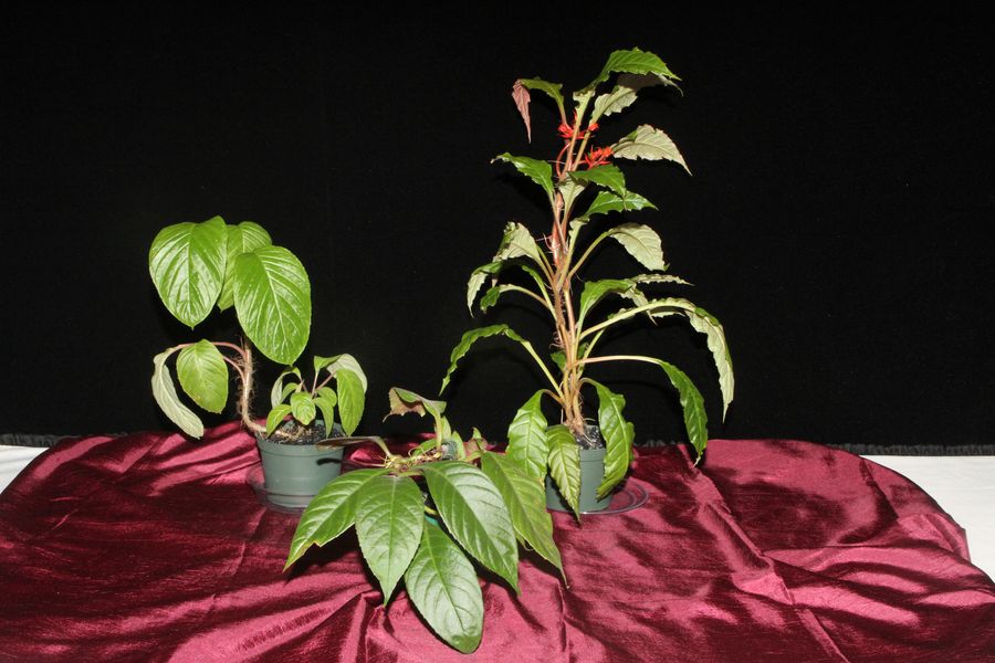 2014 Convention - Collections of Gesneriads - Class 47 Single genus