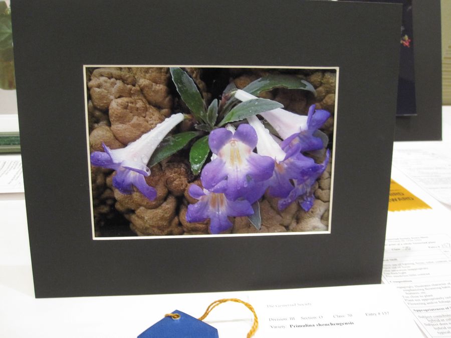2014 Convention - Class 70 Color print of a whole gesneriad plant