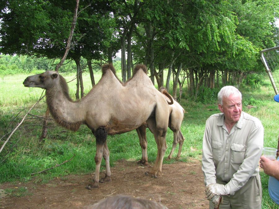 Don and a couple of two-hump camels, part of his rare animal collection