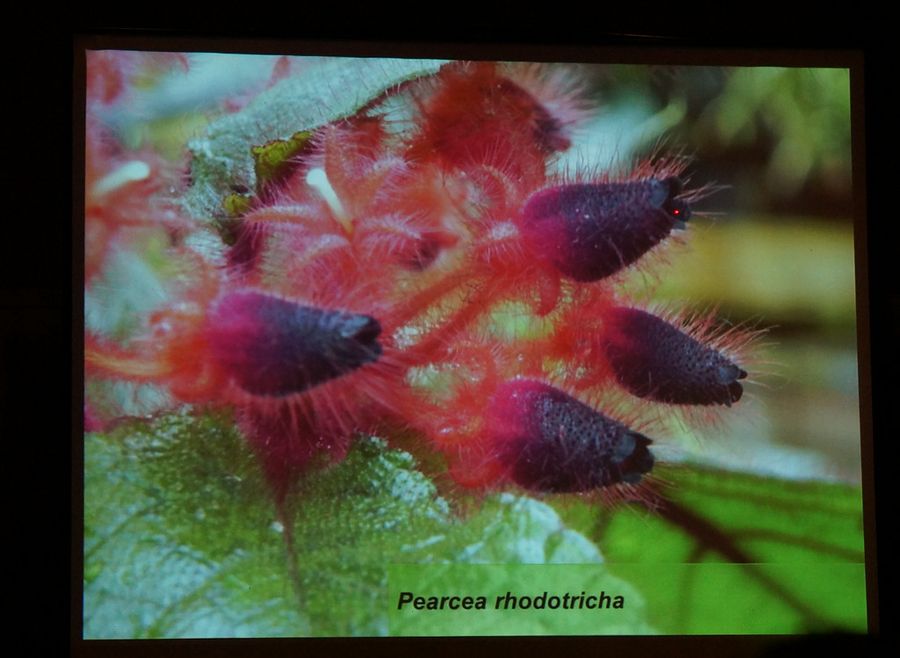 One of the gesneriads shown growing at ABG was <i>Pearcea rhodotricha</i> with its striking red-and-black flowers