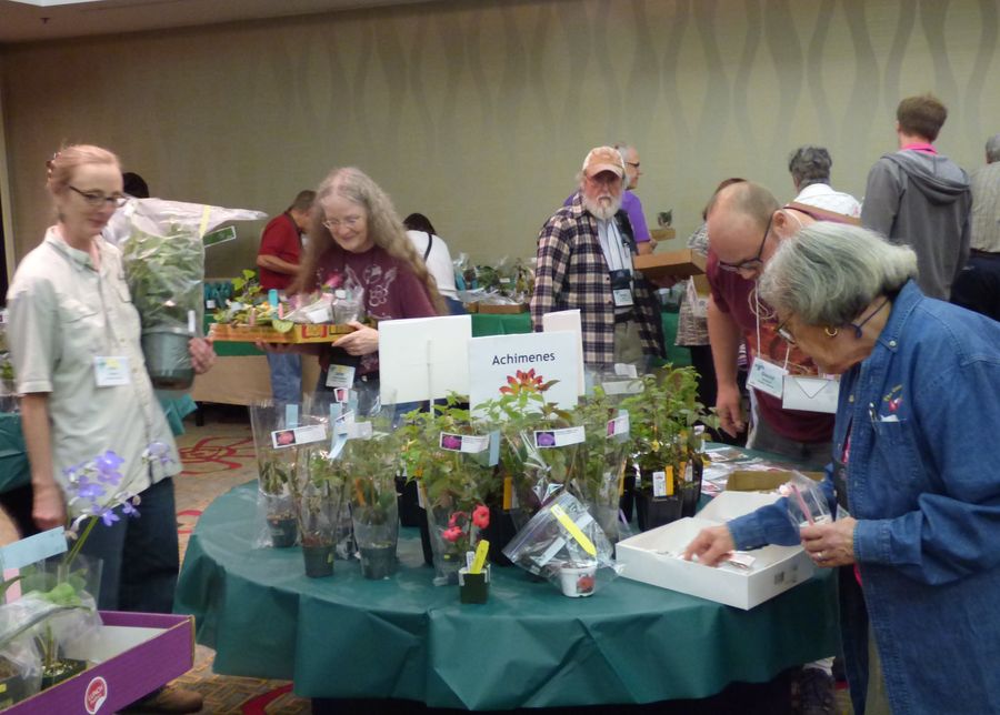 Making selections from the many plants for sale
