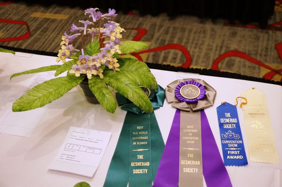 Ribbons and rosettes for the award-winning entry