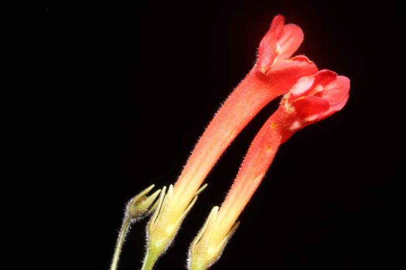 2015 Convention – New World Gesneriads in Flower – Tuberous - Class 2 other Sinningia species with rosette growth pattern<br> BEST IN SECTION A<br>BEST GESNERIAD SPECIES NATIVE TO BRAZIL