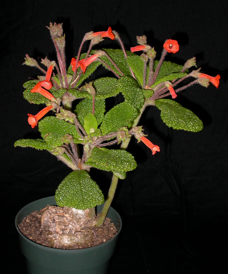 2015 Convention – New World Gesneriads in Flower – Tuberous - Class 3A Sinningia species with upright growth pattern